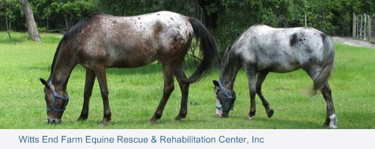 Witts End Farm Equine Rescue And Rehab Center Inc